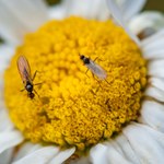 Szkodniki kwiatów doniczkowych. Atakują korzenie i liście