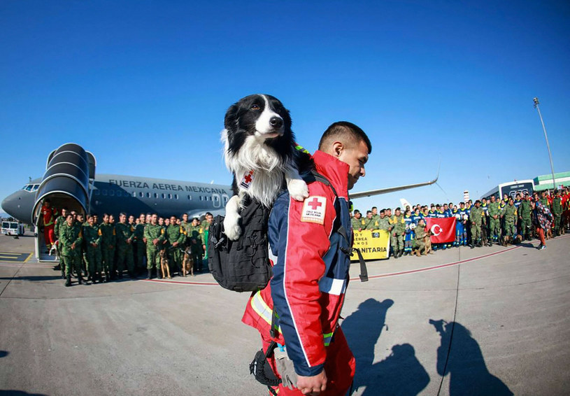 Szkolenie psa ratownika trwa miesiącami i jest niezwykle kosztowne oraz angażujące /-/AFP/East News /East News