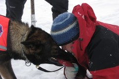 Szkolenie psów lawinowych na Hali Gąsienicowej w Tatrach