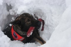 Szkolenie psów lawinowych w Tatrach