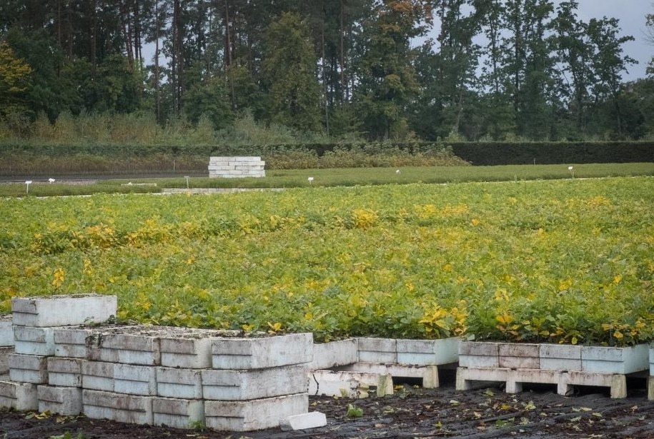 Szkółka leśna /Piotr Bułakowski /RMF FM