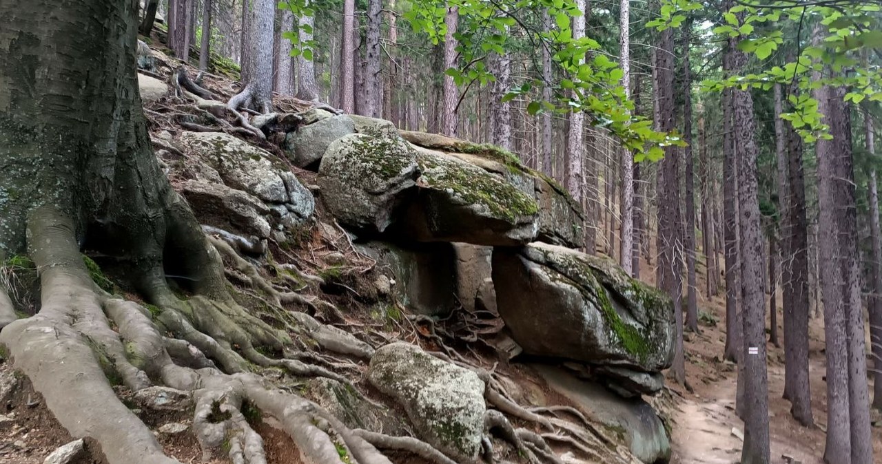 Szlak na Karpatkę wiedzie przez piękny las z ciekawymi formacjami skalnymi /Adrian Slazok/REPORTER /East News