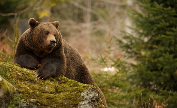 Szlak w Dolinie Jaworzynki zamknięty. Powodem niedźwiedzica z małymi