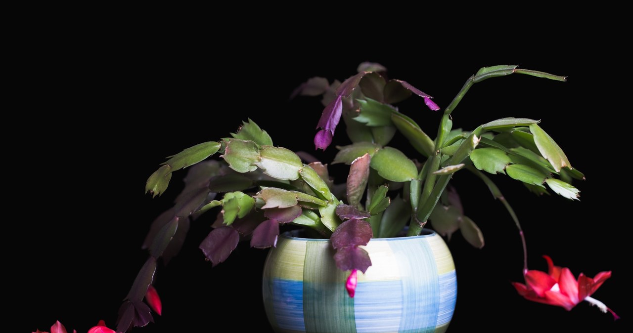 Szlumbergera może być prawdziwą ozdobą domu. Zakwita zimą, gdy większość roślin wygląda mało efektownie. /Pixel