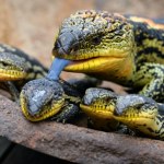 Szmuglował jaszczurki w pudełkach po ciastkach. Bezprecedensowy wyrok