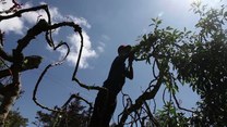 Szok! Plantacje narkotyku w parafiach i przy szkołach