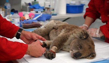 Szok w Australii. Masakra dziesiątków koali