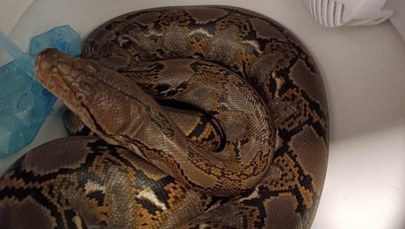 Szok w Chorzowie. Znalazła w toalecie 2,5-metrowego pytona 