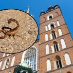 Szok w Krakowie. Skorpion spacerował po ścianie kościoła Mariackiego. ZDJĘCIE