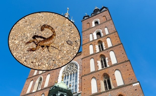 Szok w Krakowie. Skorpion spacerował po ścianie kościoła Mariackiego. ZDJĘCIE
