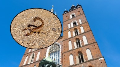Szok w Krakowie. Skorpion spacerował po ścianie kościoła Mariackiego. ZDJĘCIE