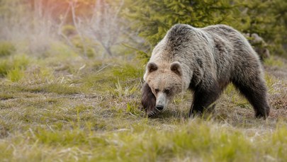 Szok we Włoszech. Niedźwiedź zabił 26-letniego biegacza 