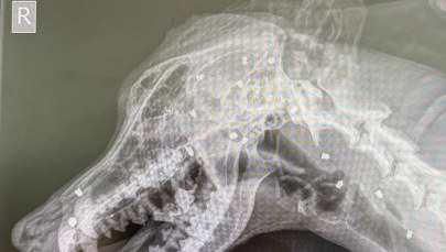 Szokujące! 42 śruty w głowie psa, oprawcą właściciel 