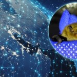 nietoperz Szokujące odkrycie. Domowa elektronika odbiera nietoperzom zmysł orientacji