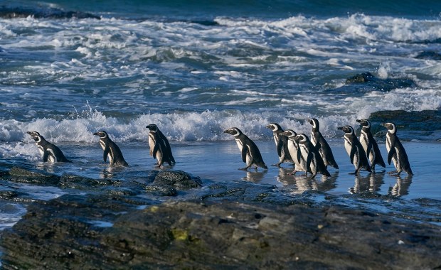 Szokujące odkrycie. Setki martwych pingwinów na plażach w Brazylii