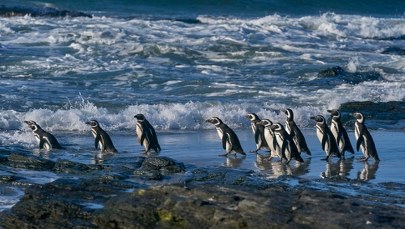 Szokujące odkrycie. Setki martwych pingwinów na plażach w Brazylii