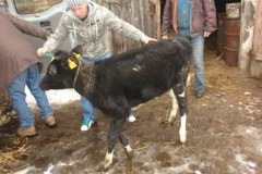 Szokujące odkrycie w gospodarstwie