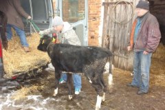 Szokujące odkrycie w gospodarstwie