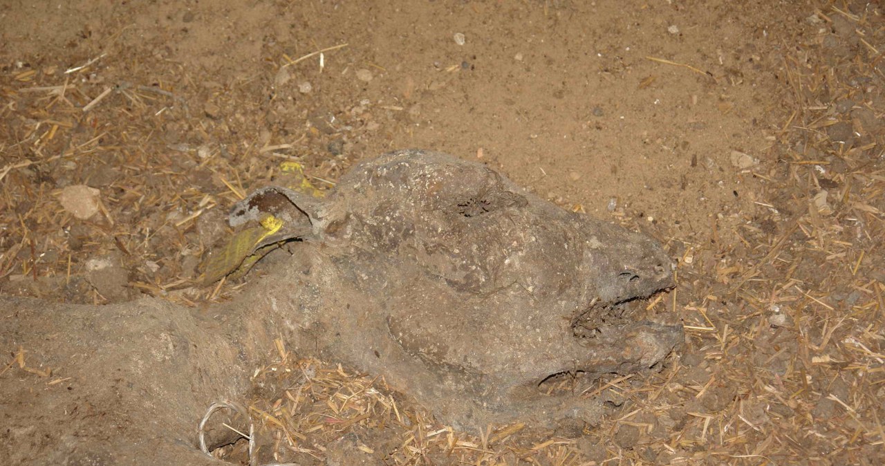 Szokujące odkrycie w gospodarstwie