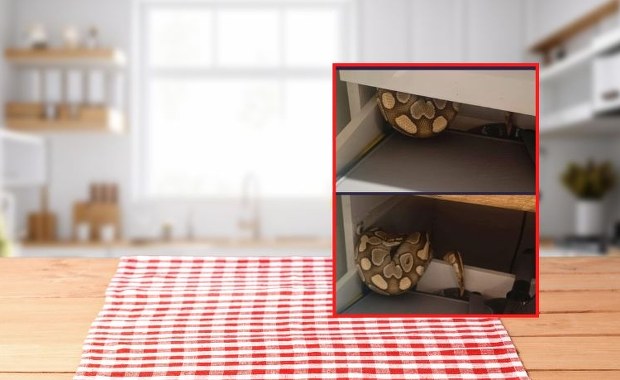 Szokujące odkrycie w Łodzi. Wąż zamiast sztućców w szufladzie ZDJĘCIA