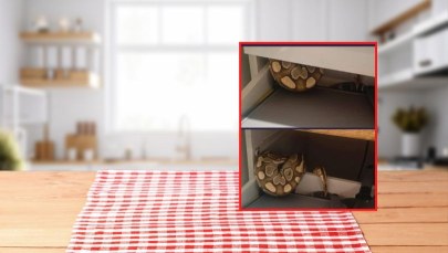 Szokujące odkrycie w Łodzi. Wąż zamiast sztućców w szufladzie ZDJĘCIA