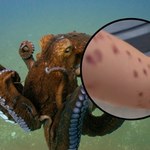 Szokujące sceny w oceanarium. Ośmiornica zaatakowała 6-latka? 