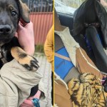 Szokujące sceny we Wrocławiu. Trzymała za łapki szczeniaka i wystawiła przez barierę mostu