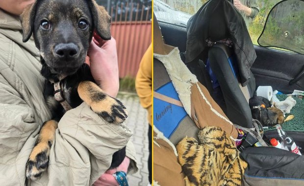 Szokujące sceny we Wrocławiu. Trzymała za łapki szczeniaka i wystawiła przez barierę mostu