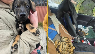 Szokujące sceny we Wrocławiu. Trzymała za łapki szczeniaka i wystawiła przez barierę mostu