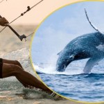 Szokujące ustalenia po śmierci kitesurfera: Zginął po zderzeniu z wielorybem