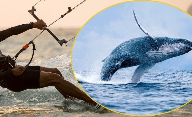 Szokujące ustalenia po śmierci kitesurfera: Zginął po zderzeniu z wielorybem