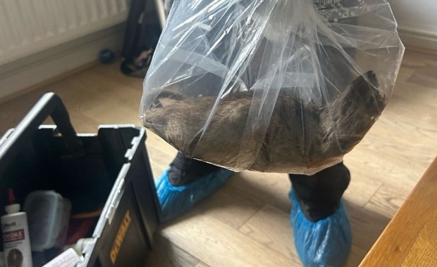 Szokujące zdjęcie: Szczur "wielkości małego kota"  