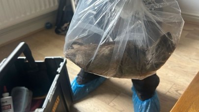 Szokujące zdjęcie: Szczur "wielkości małego kota"  