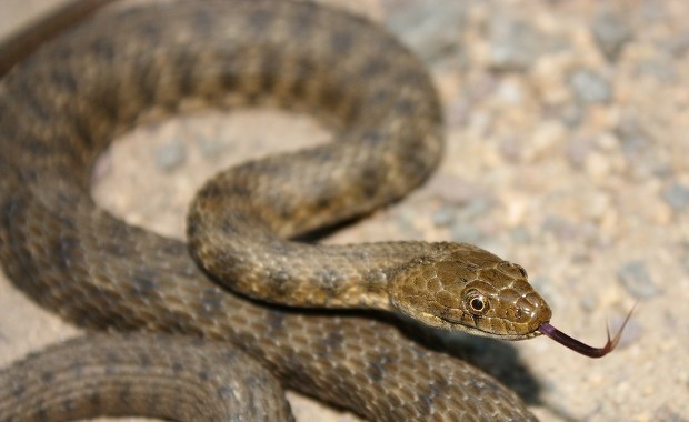 Szokujące znalezisko w szkolnym obiedzie. Martwy wąż w jedzeniu