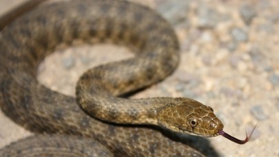 Szokujące znalezisko w szkolnym obiedzie. Martwy wąż w jedzeniu