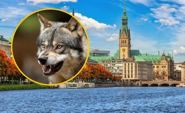 Szokujący atak wilka w centrum miasta. Ugryzł kobietę w twarz 