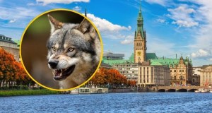 Szokujący atak wilka w centrum miasta. Ugryzł kobietę w twarz 