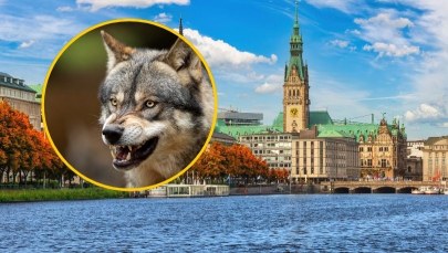Szokujący atak wilka w centrum miasta. Ugryzł kobietę w twarz 