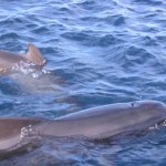 Szokujący raport naukowców. Ujawniono powody masowej śmierci zwierząt