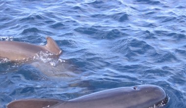 Szokujący raport naukowców. Ujawniono powody masowej śmierci zwierząt