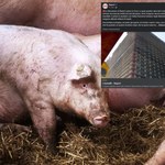 Szokujący reportaż z Chin. Dziennikarze pokazali wieżowce dla milionów świń