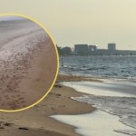 Międzyzdroje Szokujący widok na polskim wybrzeżu. Tysiące meduz na plaży