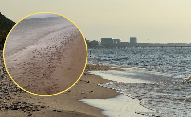 Szokujący widok na polskim wybrzeżu. Tysiące meduz na plaży
