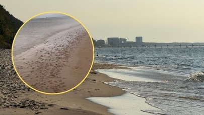 Szokujący widok na polskim wybrzeżu. Tysiące meduz na plaży