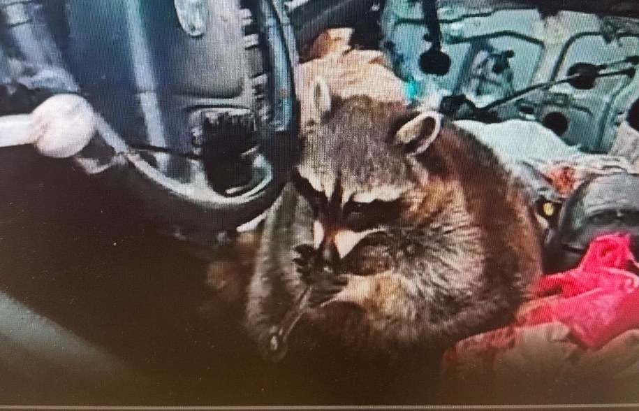 Szop siedział na fotelu kierowcy /Springfield Township Police Department /