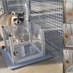 Szopy rozwiązują zagadki z samej ciekawości. Nie potrzebują innej nagrody