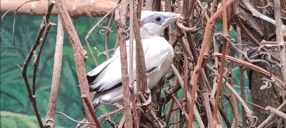 Szpak balijski w płockim zoo /Materiały prasowe