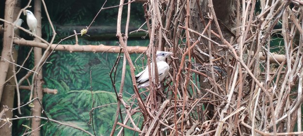 Szpak balijski w płockim zoo /Materiały prasowe