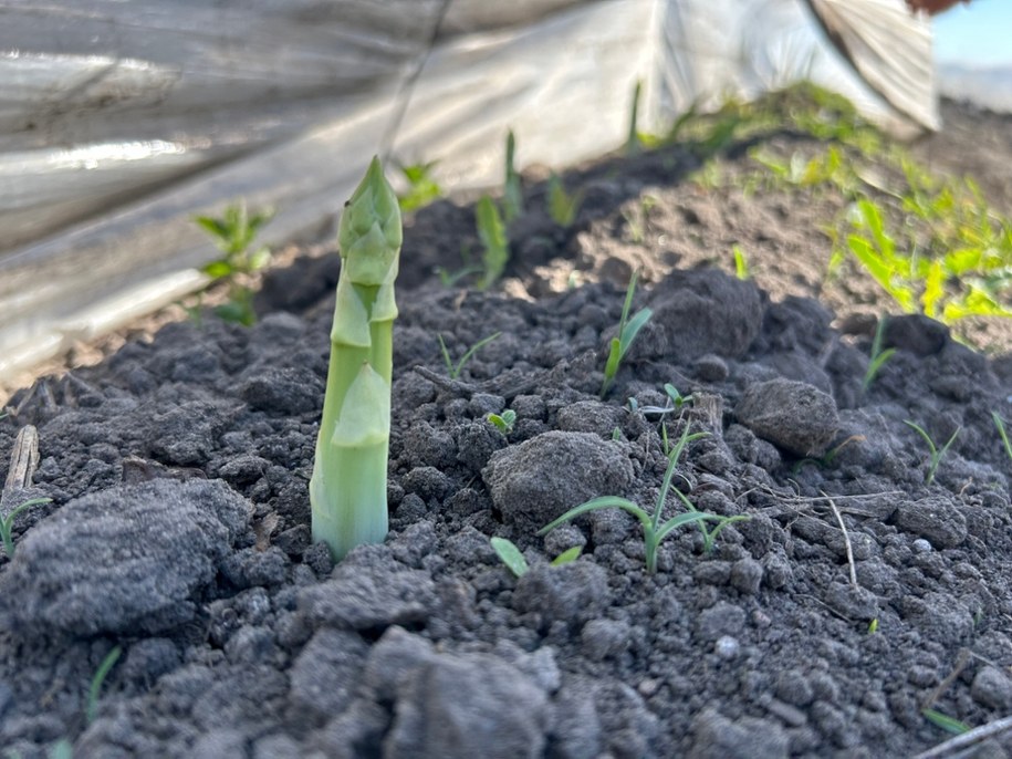 Szparagi seledynowe /Magdalena Grajnert