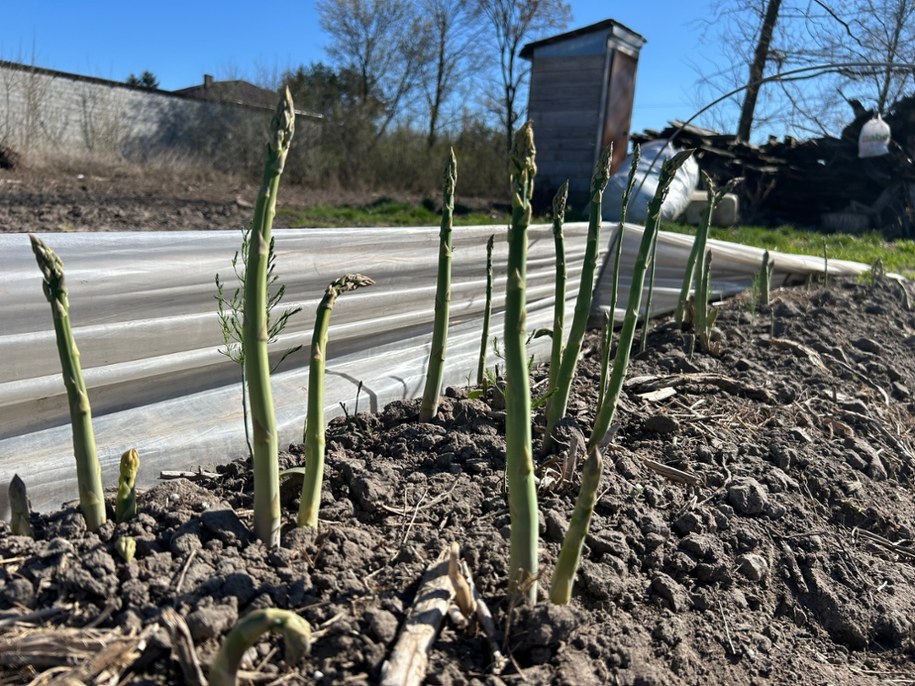 Szparagi zielone /Magdalena Grajnert